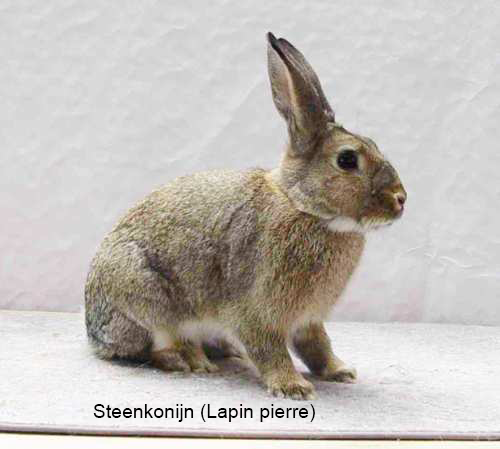 Steenkonijn (Lapin pierre) 