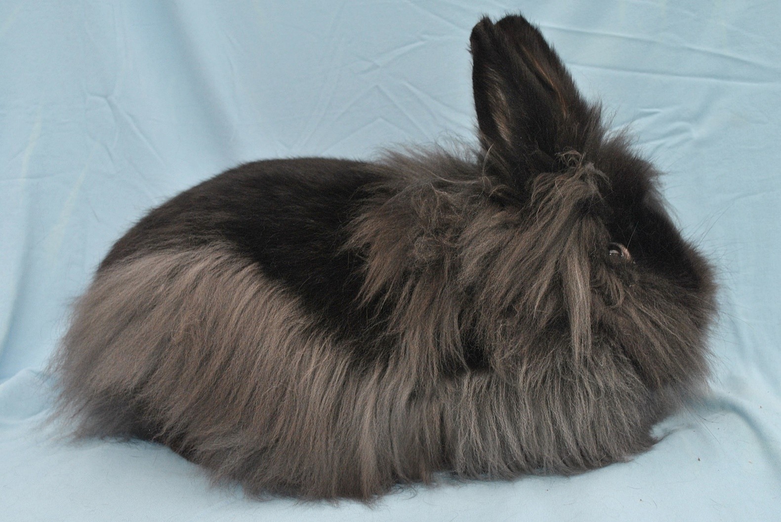      Barbu de Gand – photo Eddy MAYEUR