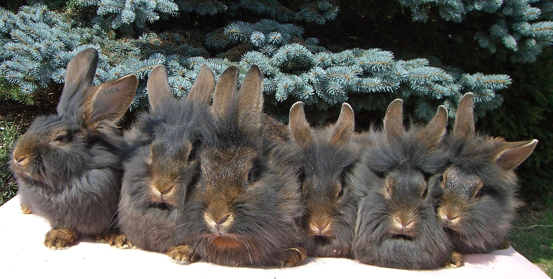      Barbu de Gand – photo Claude MEYER