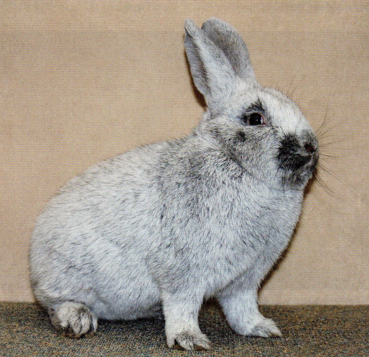 Grand Argenté clair – photo HK Verlag