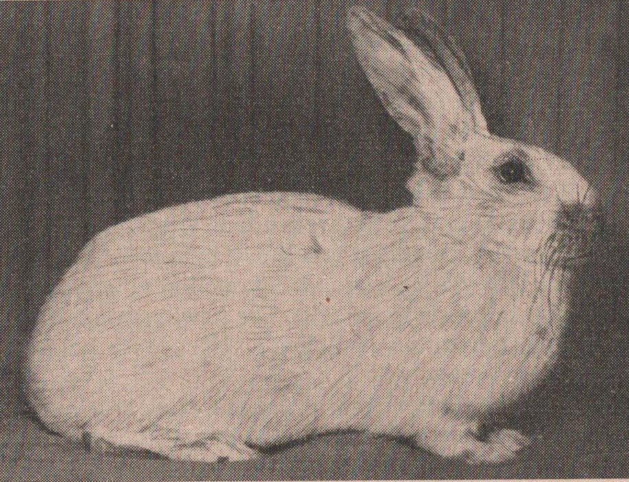 Helle Grobsilber en 1957