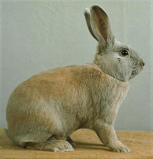 Séparator - photo : Standard EE2003