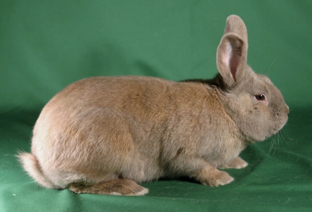 Séparator – photo J-P.  GOLLIN