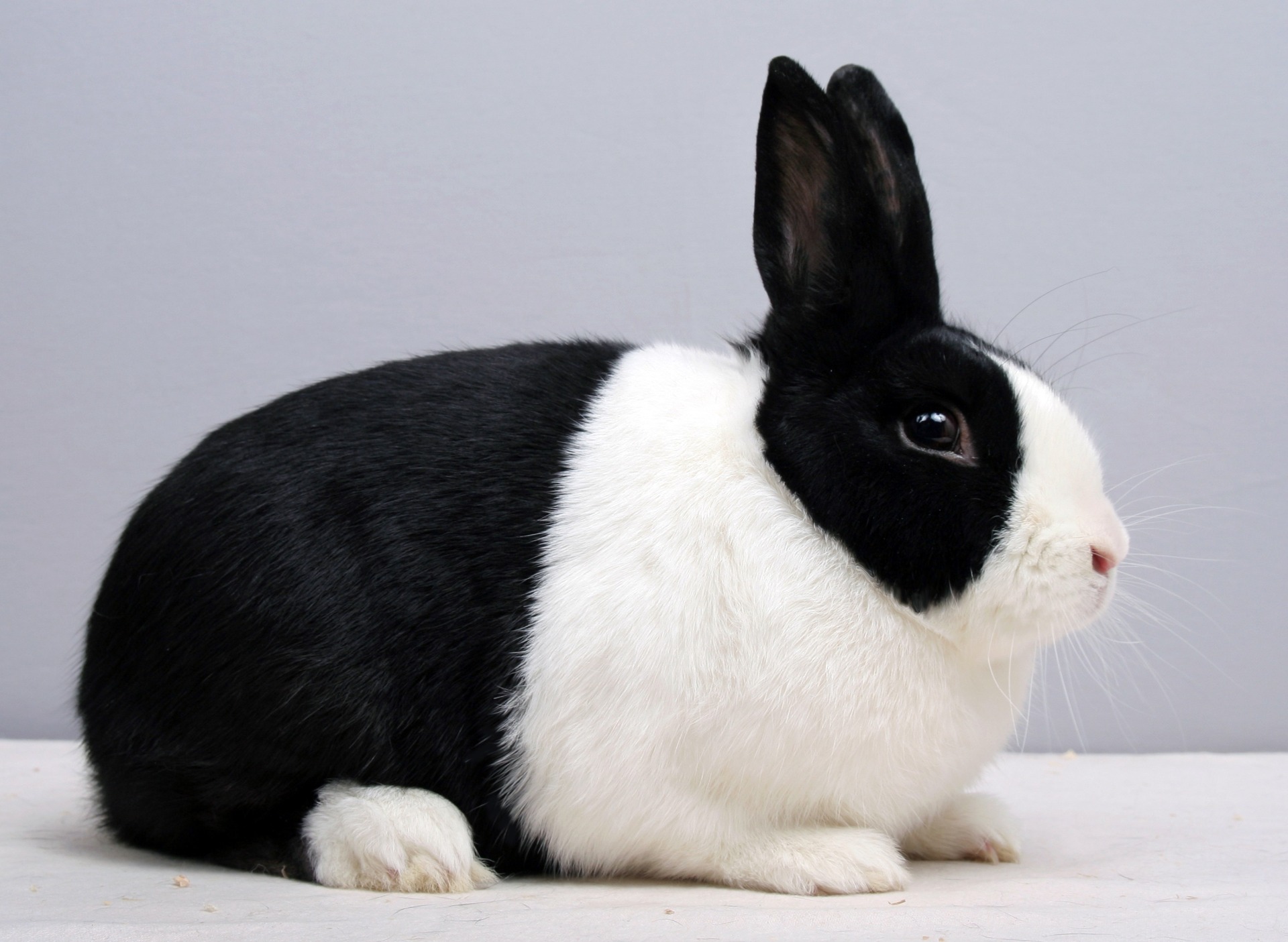 Hollandais noir -  Photo W. HOEKSTRA