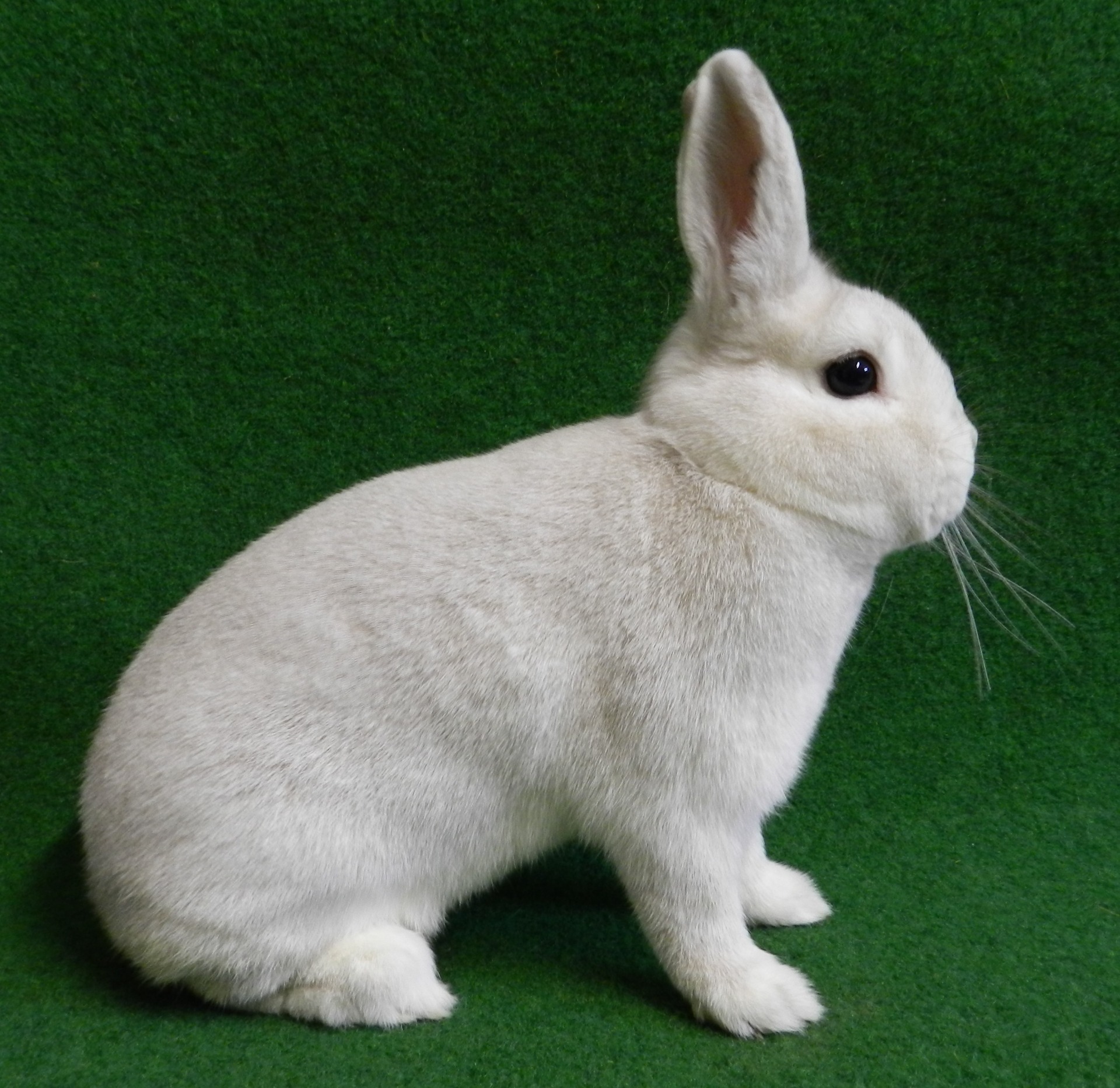 Jarres noirs – Photo ZDRK