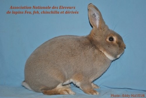 Lynx  -  Photographie Eddy MAYEUR