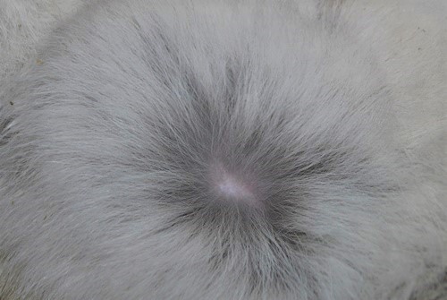                Sous-couleur du ventre  