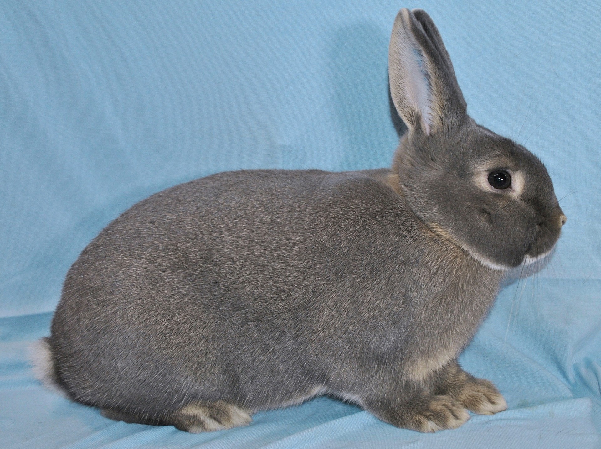         Perl Feh – photo Eddy MAYEUR