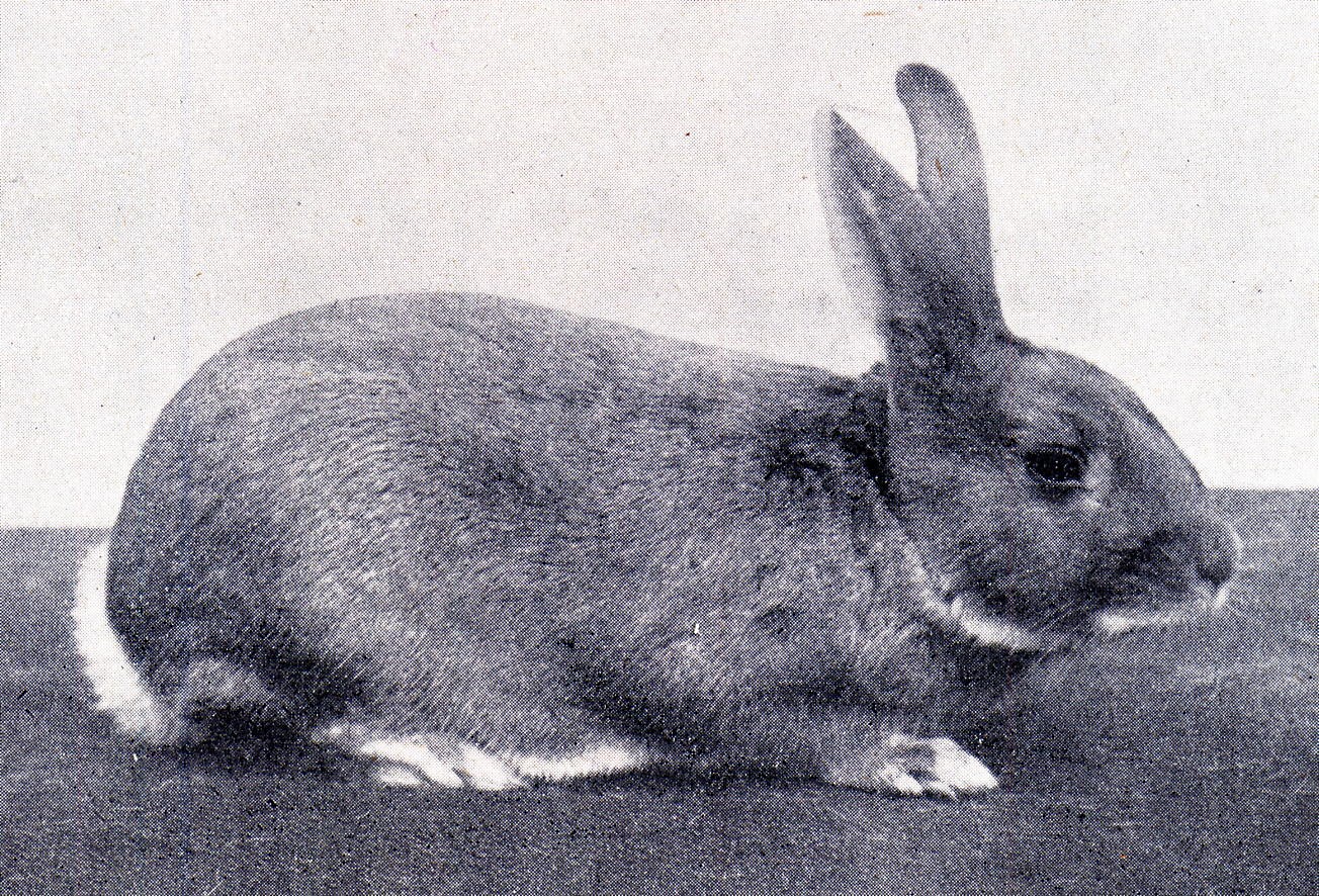 Perl Feh – ouvrage allemande de 1942