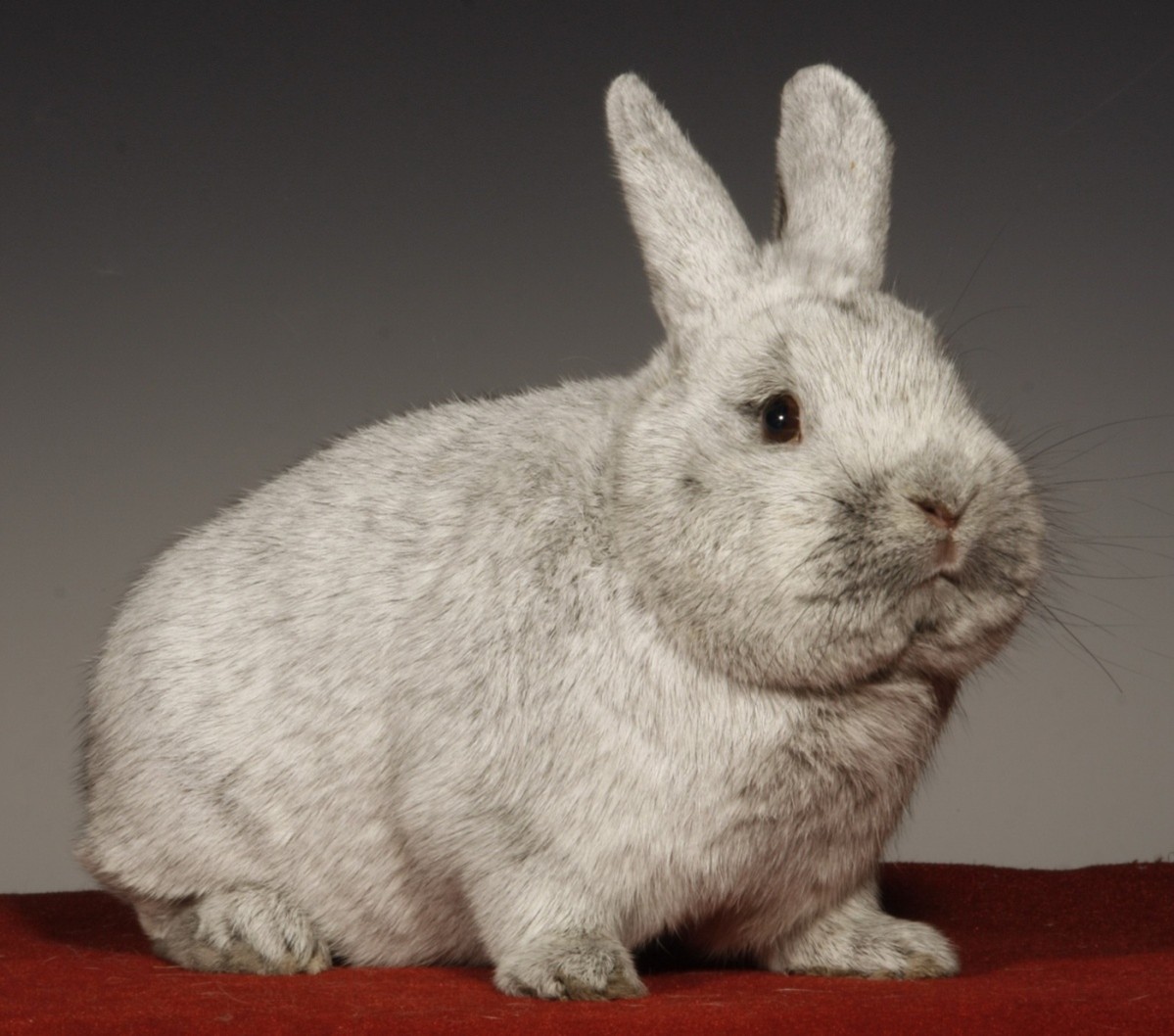 Petit Argenté clair – photo  HK-Verlag Kaninchenzeitung