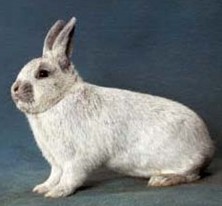 Petit Argenté clair - Photo Standard ZDK 2004