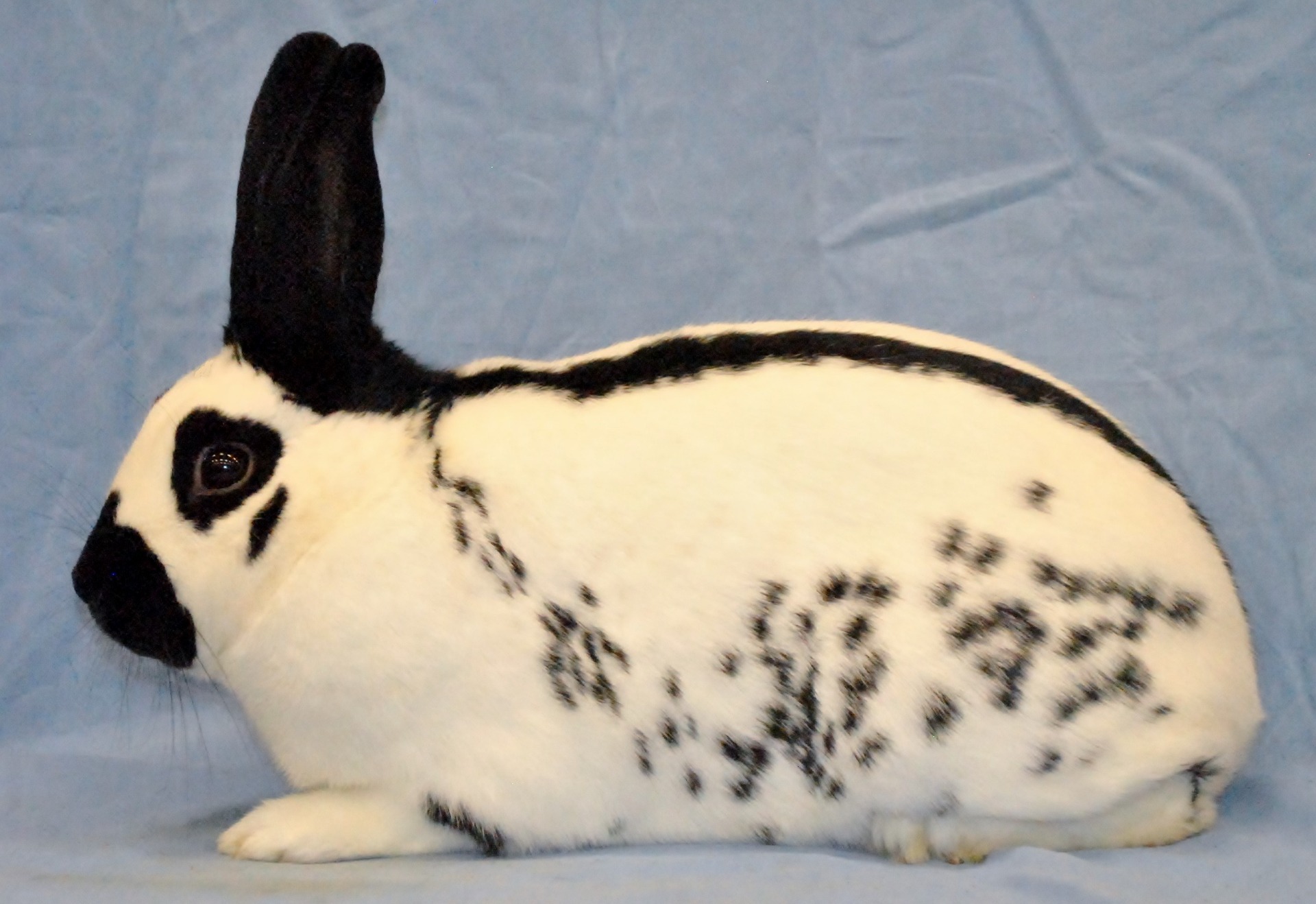 Papillon Anglais noir -  Photo Eddy MAYEUR