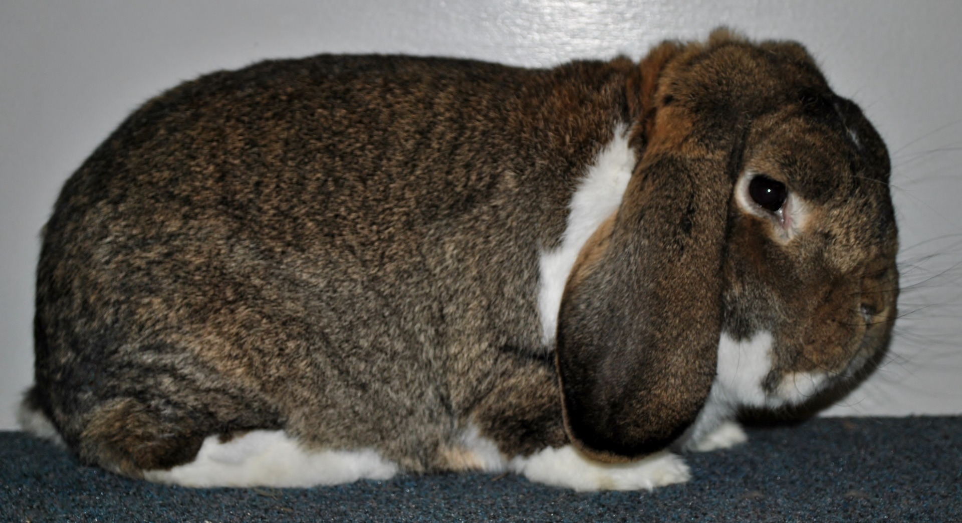 Petit Bélier à manteau gris garenne -photo Eddy MAYEUR