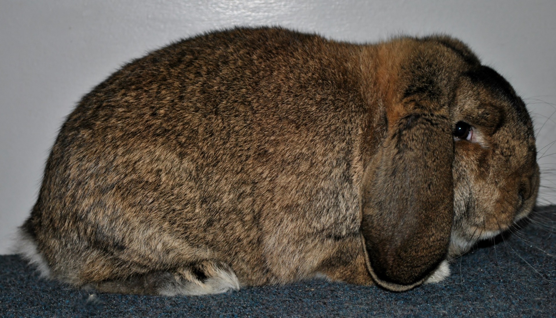 Petit Bélier  gris garenne -  Photo Eddy MAYEUR