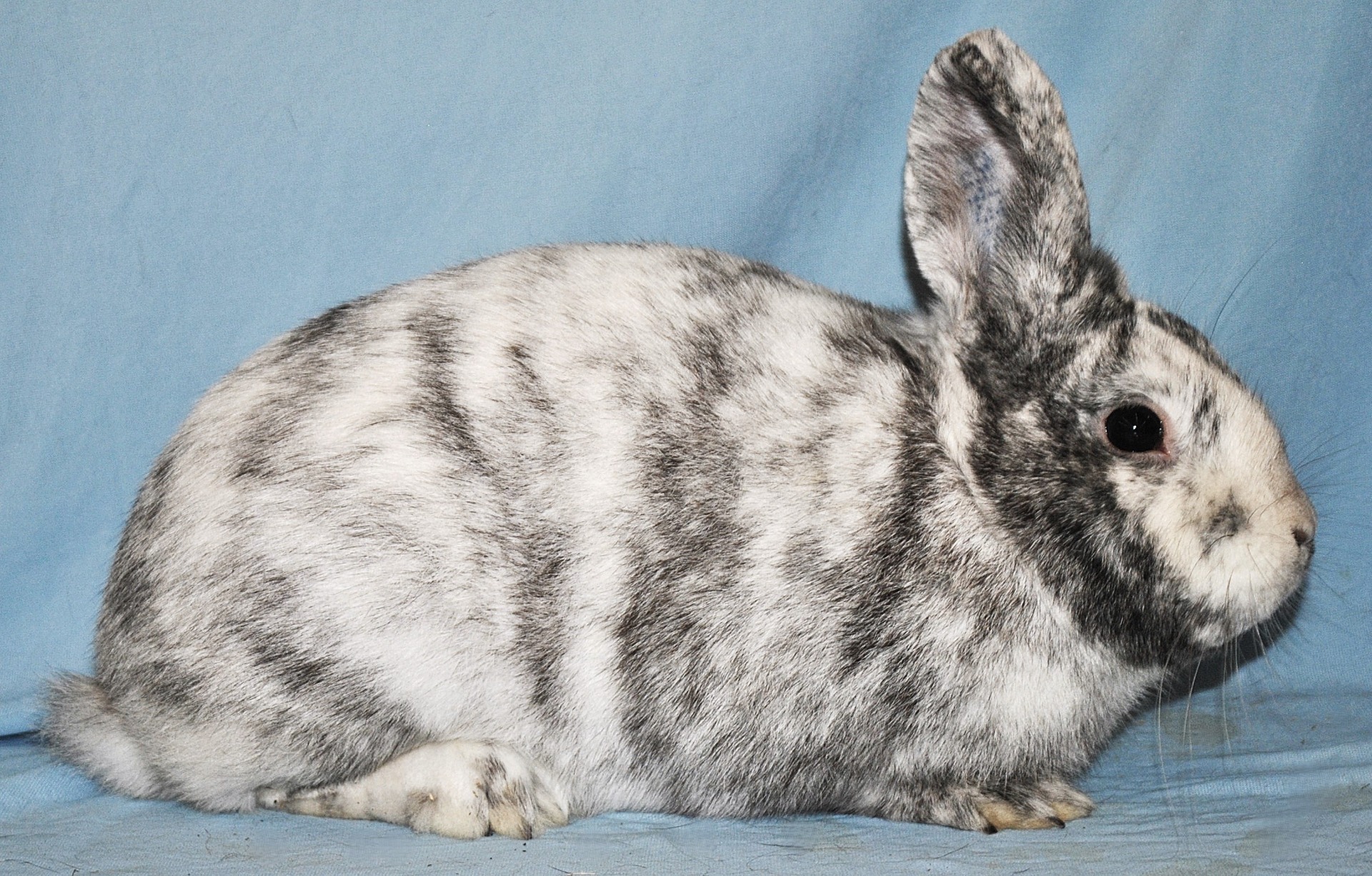 Rhön -  Photo Eddy MAYEUR