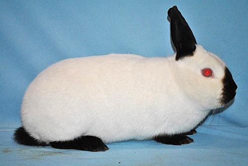 Russe  -  Photo Eddy MAYEUR