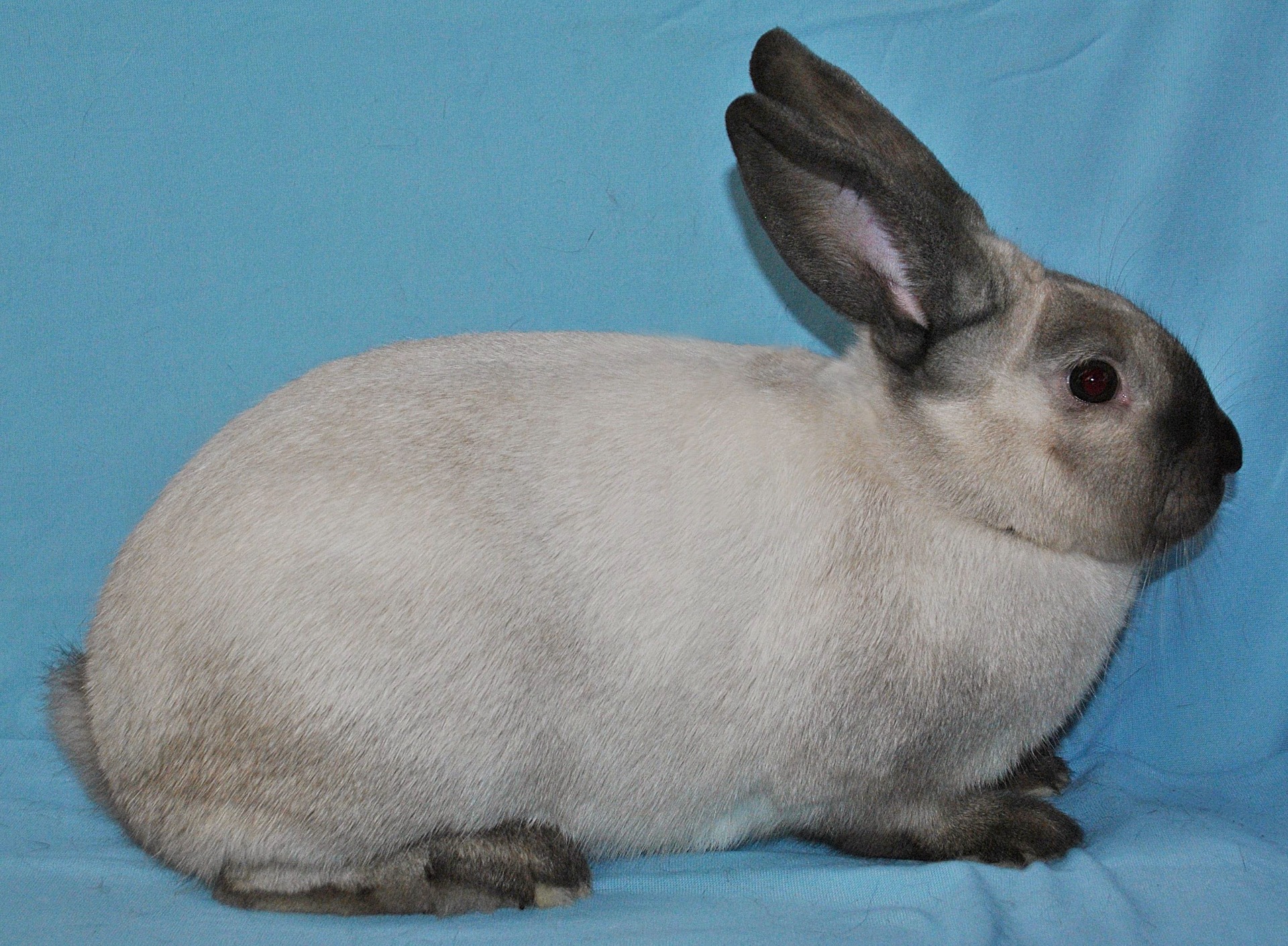 Sablé des Vosges brun  -  Photo Eddy MAYEUR