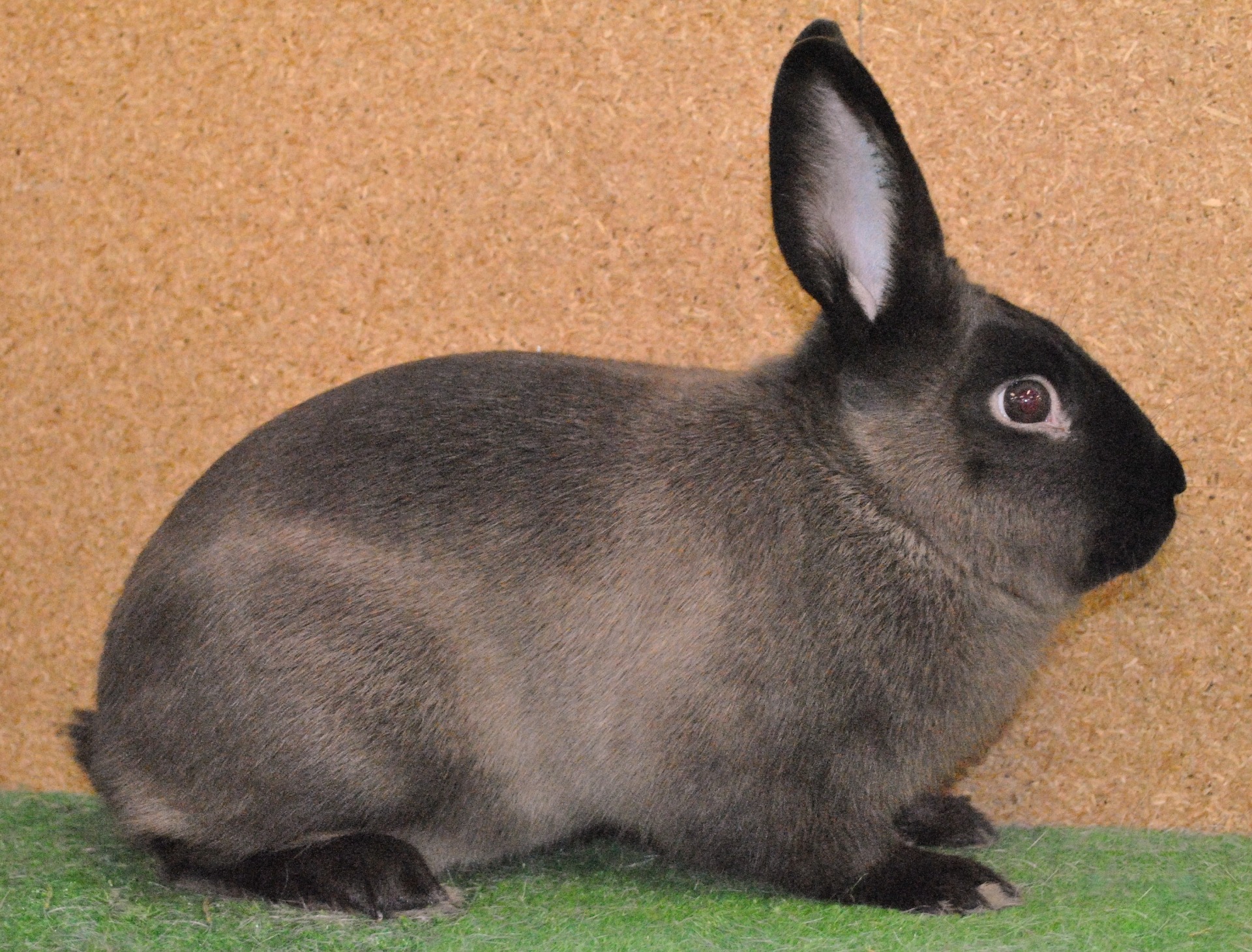 Zibeline brun  -  Photo Eddy MAYEUR