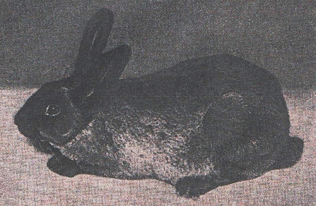 Zibeline – Elevage de M. F. FRAINEAU