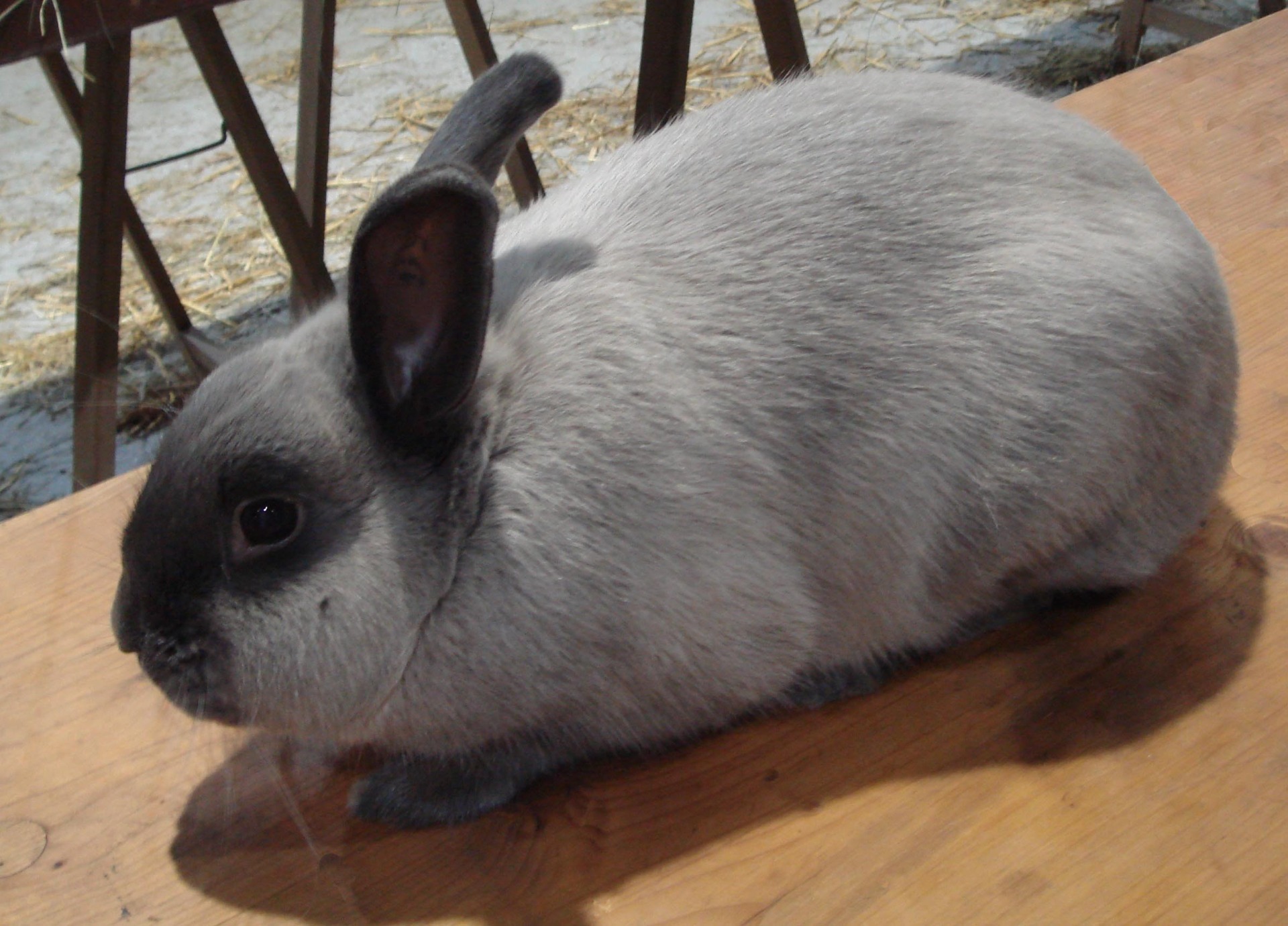 Sablé des Vosges bleu – Samuel BOUCHER