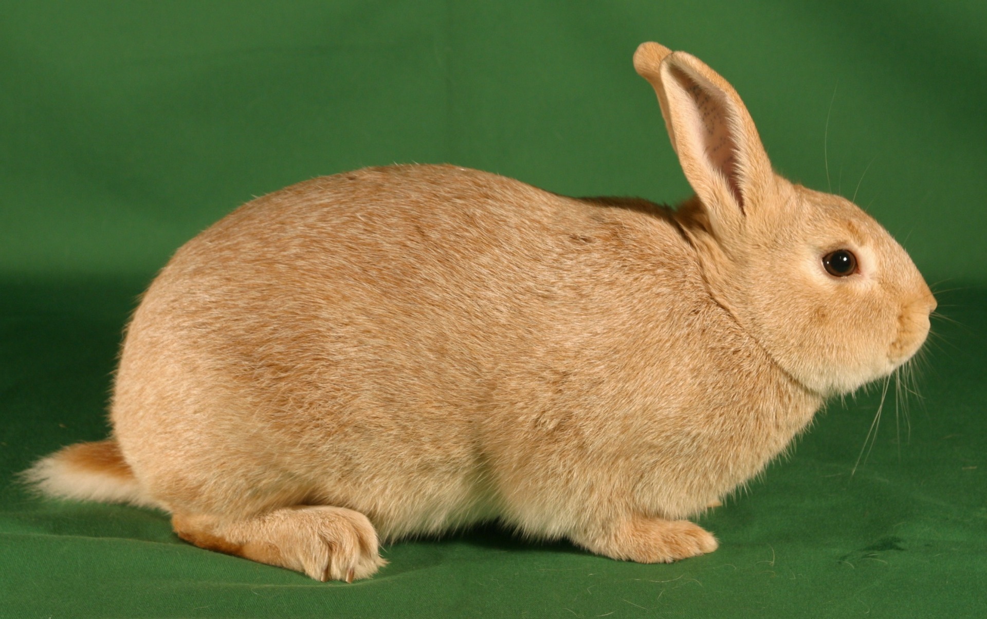                                                                        Argenté Anglais jaune – photo J-P. GOLLIN