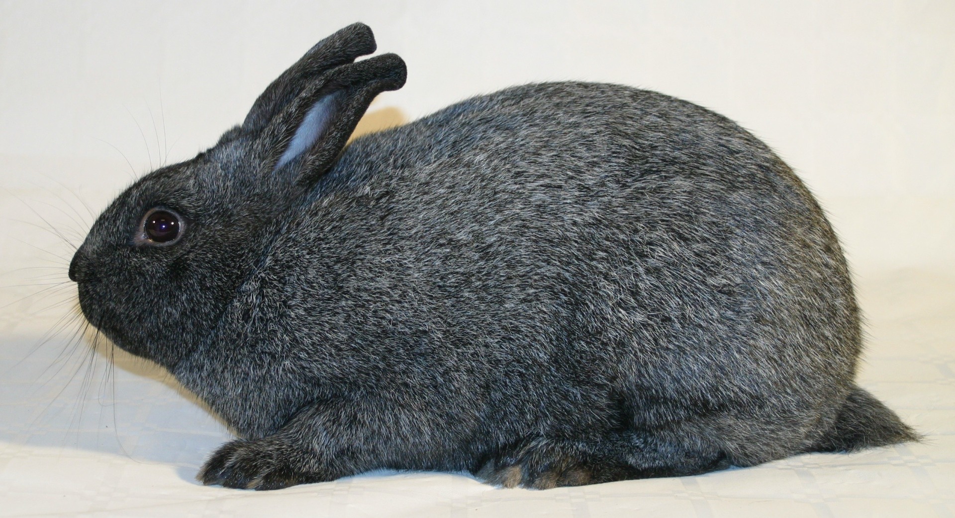 Argenté Anglais noir  – Photo Eddy MAYEUR