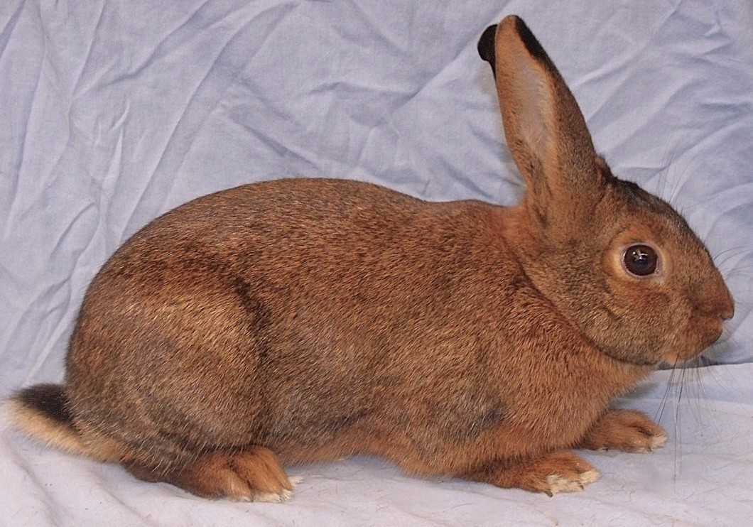                                                                        Brun Marron de Lorraine – photo Eddy MAYEUR