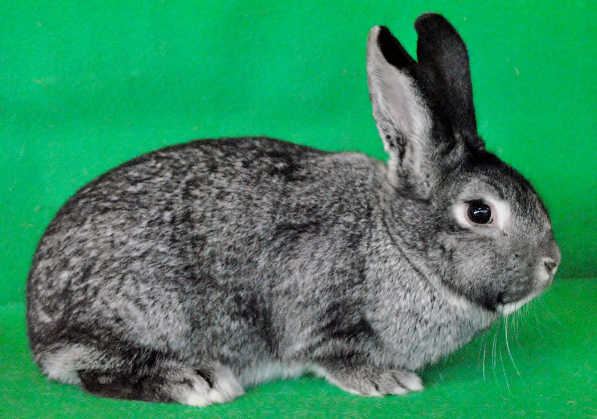                                                                        Chinchilla – photo Eddy MAYEUR