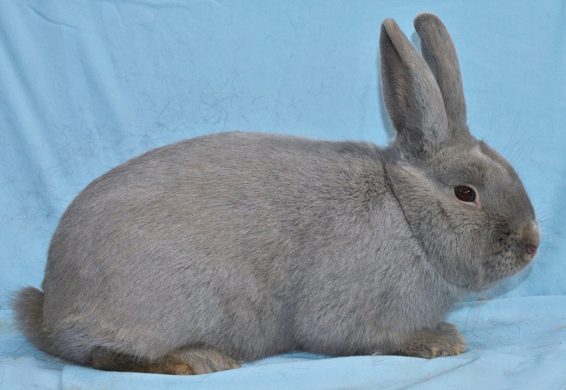                                                                        Feh de Marbourg – photo Eddy MAYEUR