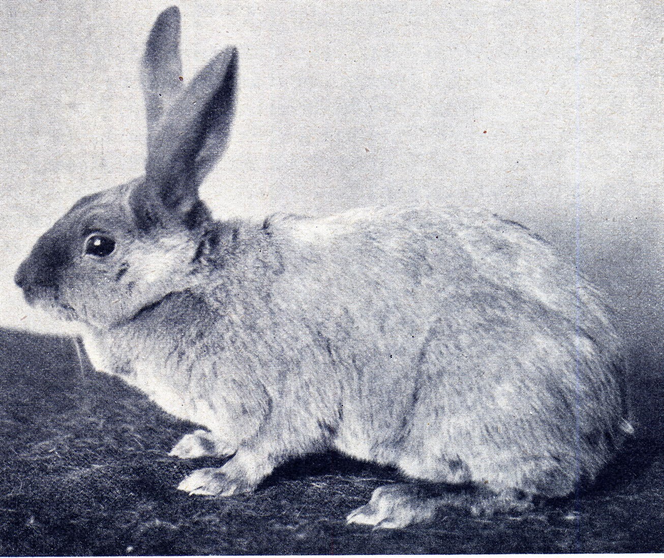 Feh de Marbourg – ouvrage allemand 1931