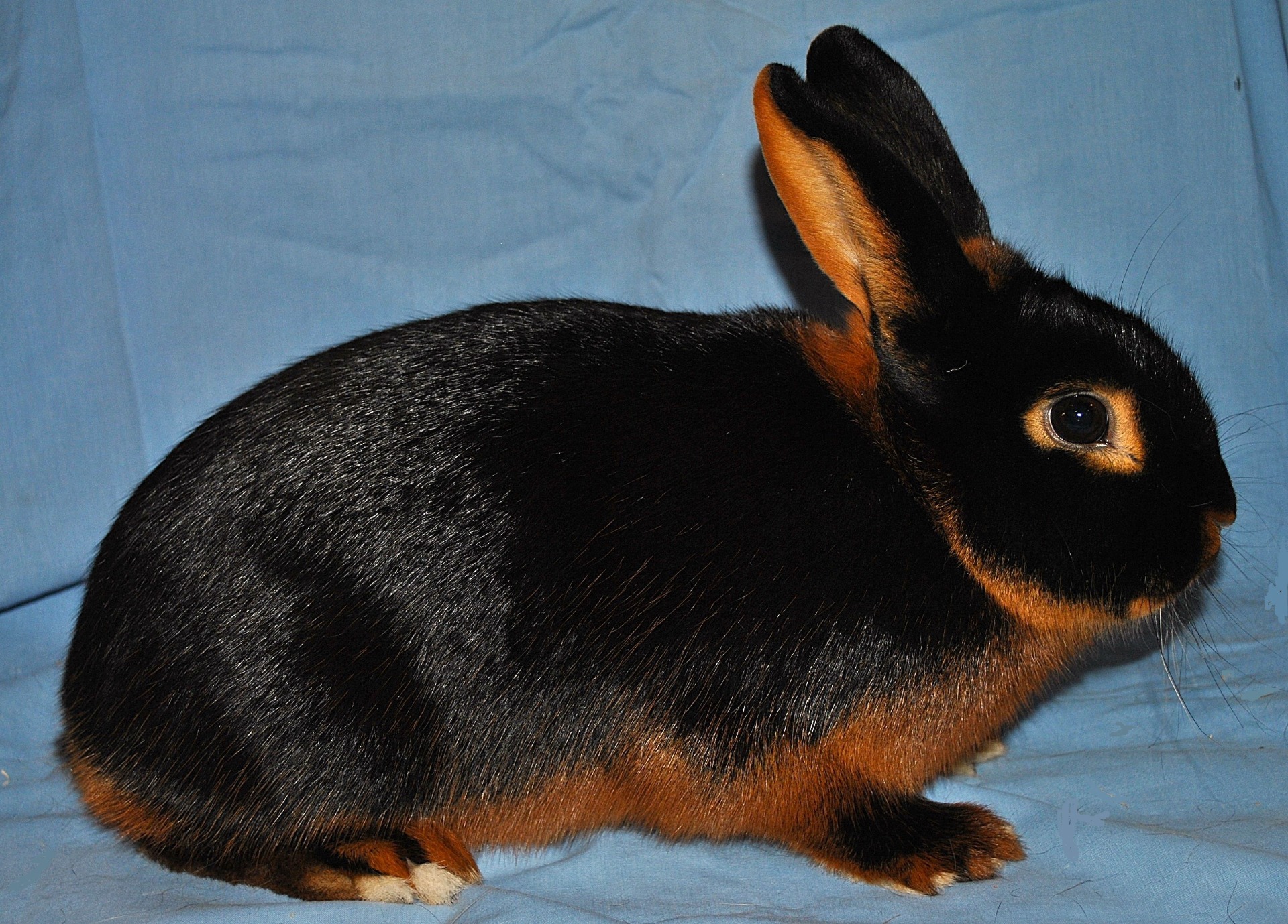       Feu noir – photo Eddy MAYEUR