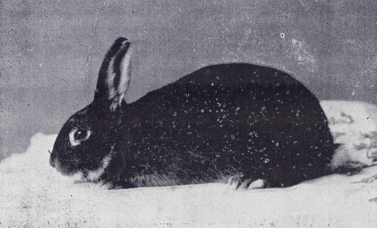 Feu noir – Lapins et Cobayes N°1 de 1910