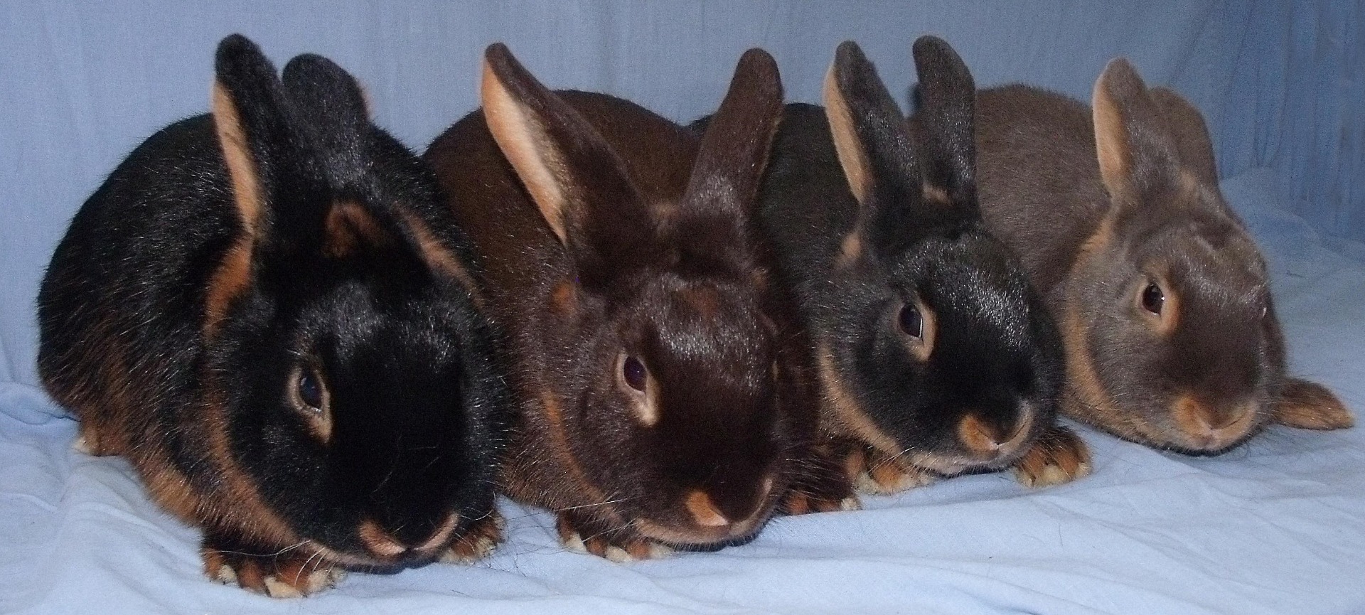                                                                 Feu 4 variétés -  photo Eddy MAYEUR