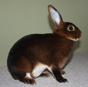 Petit Rex castor - Photographie Michel GRUAZ