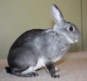 Petit Rex chinchilla