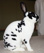 Petit Rex dalmatien noir