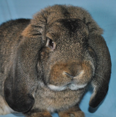 Couronne et port d’oreilles – Eddy MAYEUR