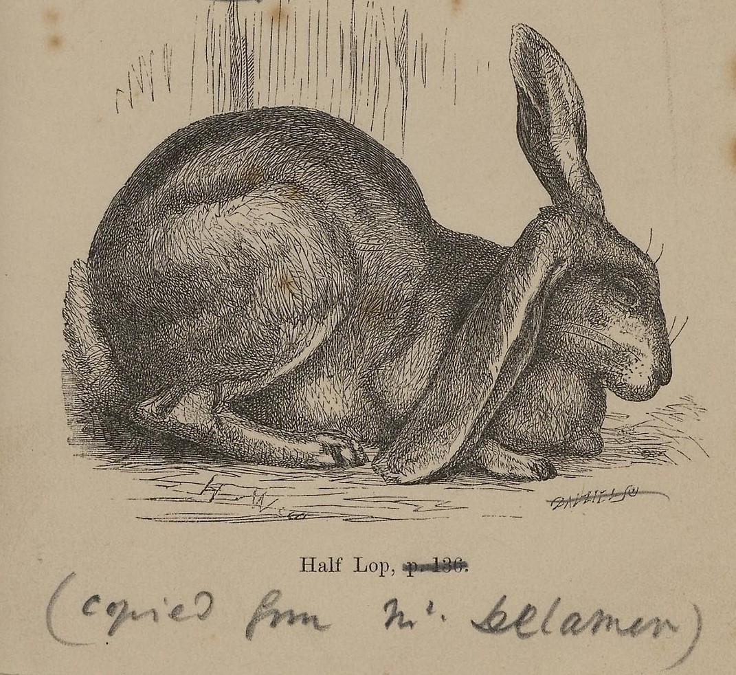 Illustration de l’ouvrage de S. DELAMER 1854