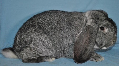                             Bélier Français chinchilla             