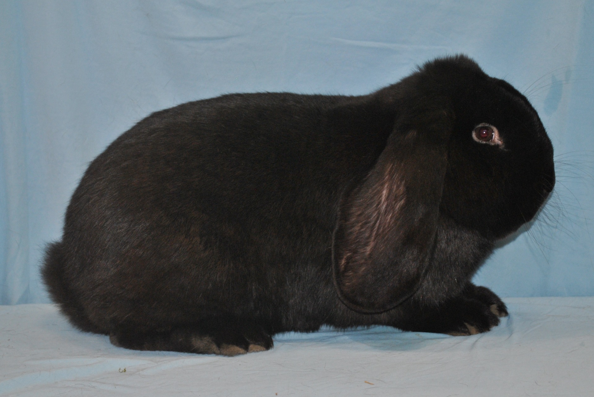                              Bélier Français noir                                                               