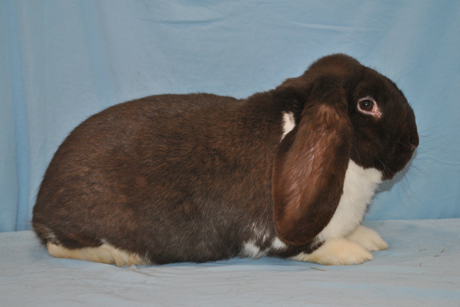 à manteau havane – photos Eddy MAYEUR