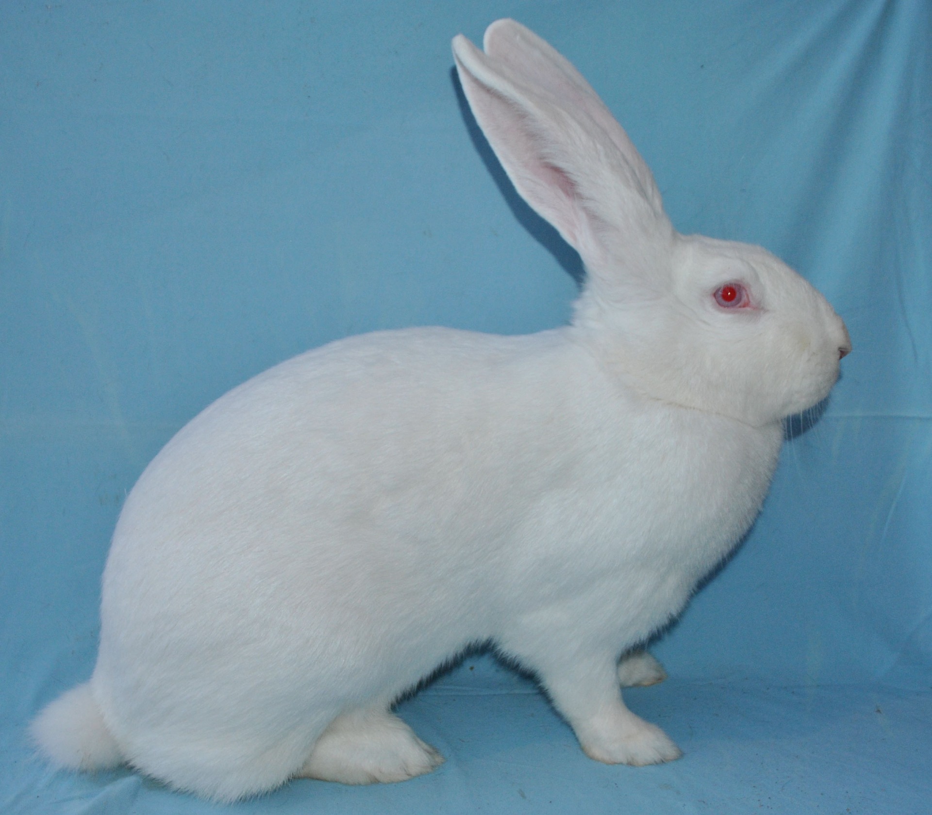 Géant Blanc du Bouscat – photo Eddy MAYEUR