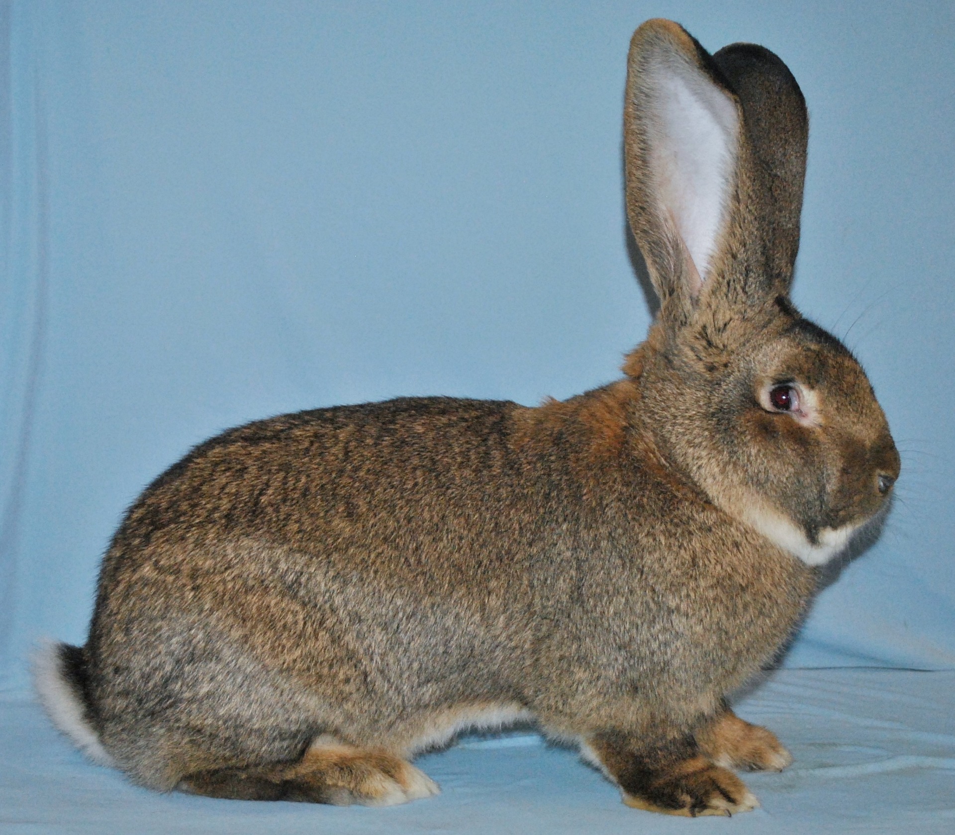Géant des Flandres gris garenne – photo Eddy MAYEUR