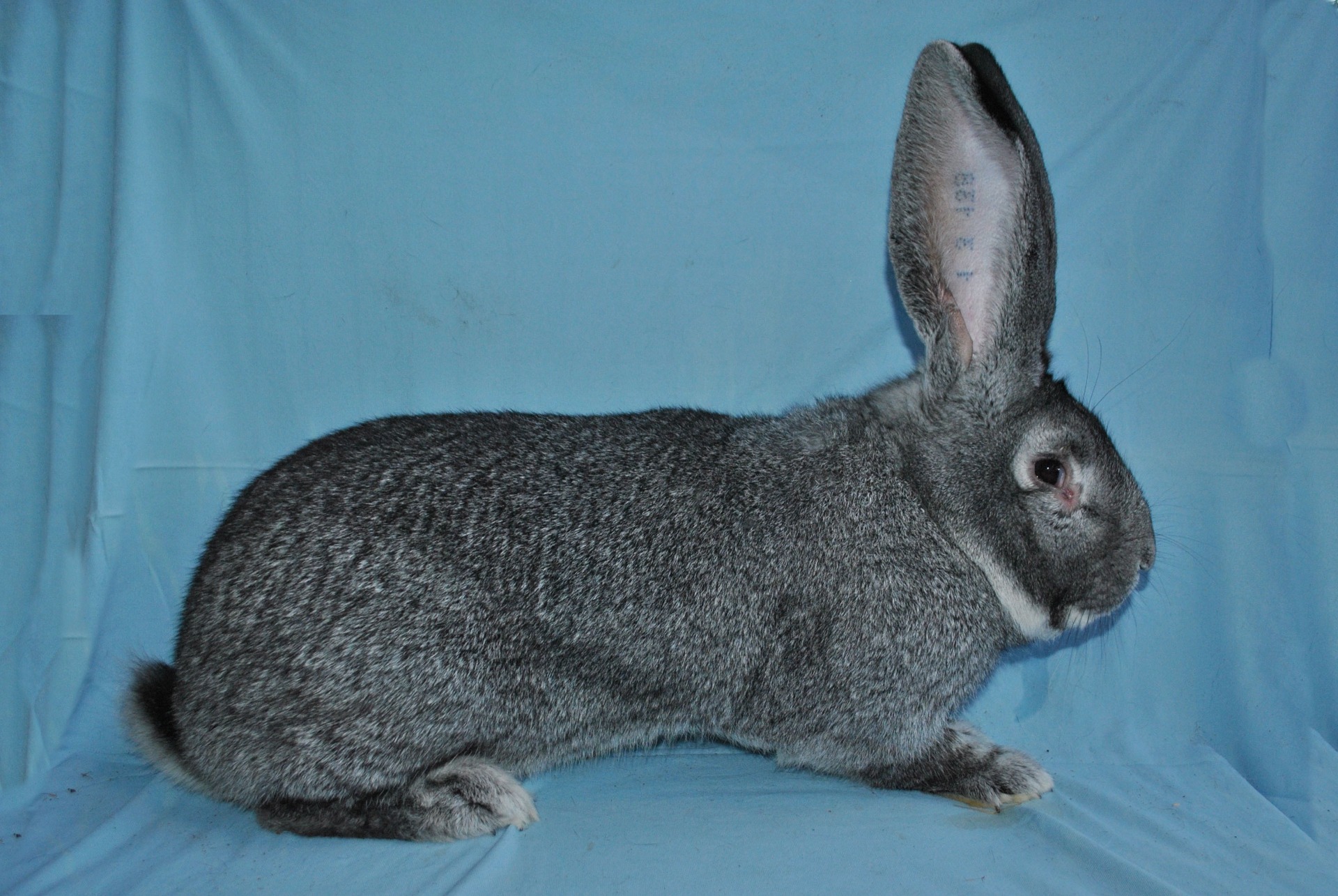 Chinchilla – Eddy MAYEUR