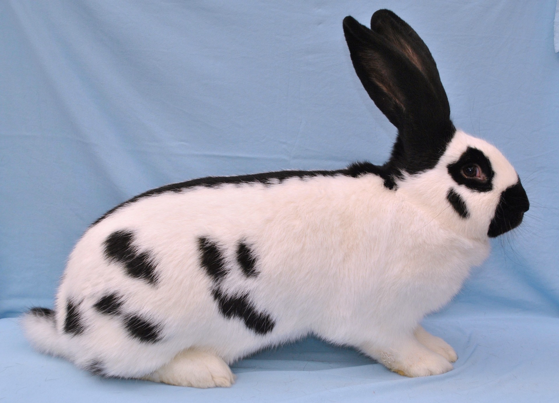 Géant Papillon Français noir – photo Eddy MAYEUR
