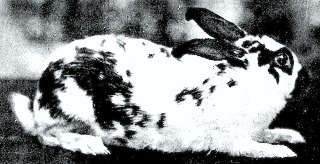 Géant Papillon à Mme BERNHARD 1921