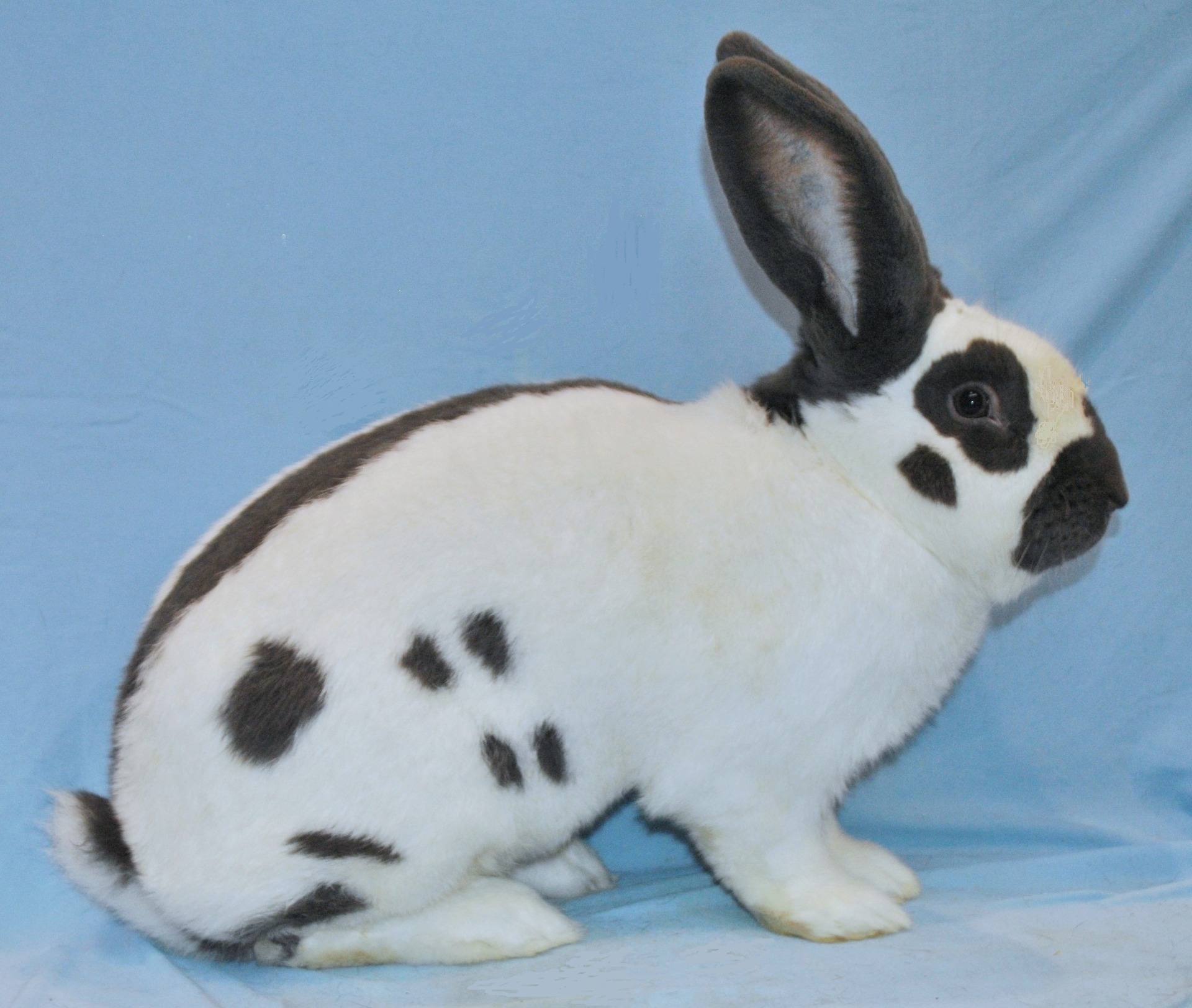          Variété bleu – photos Eddy MAYEUR