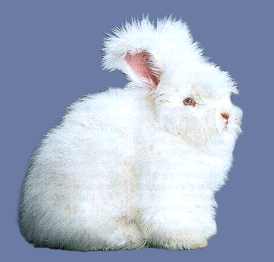 Angora EE – photo StD EE