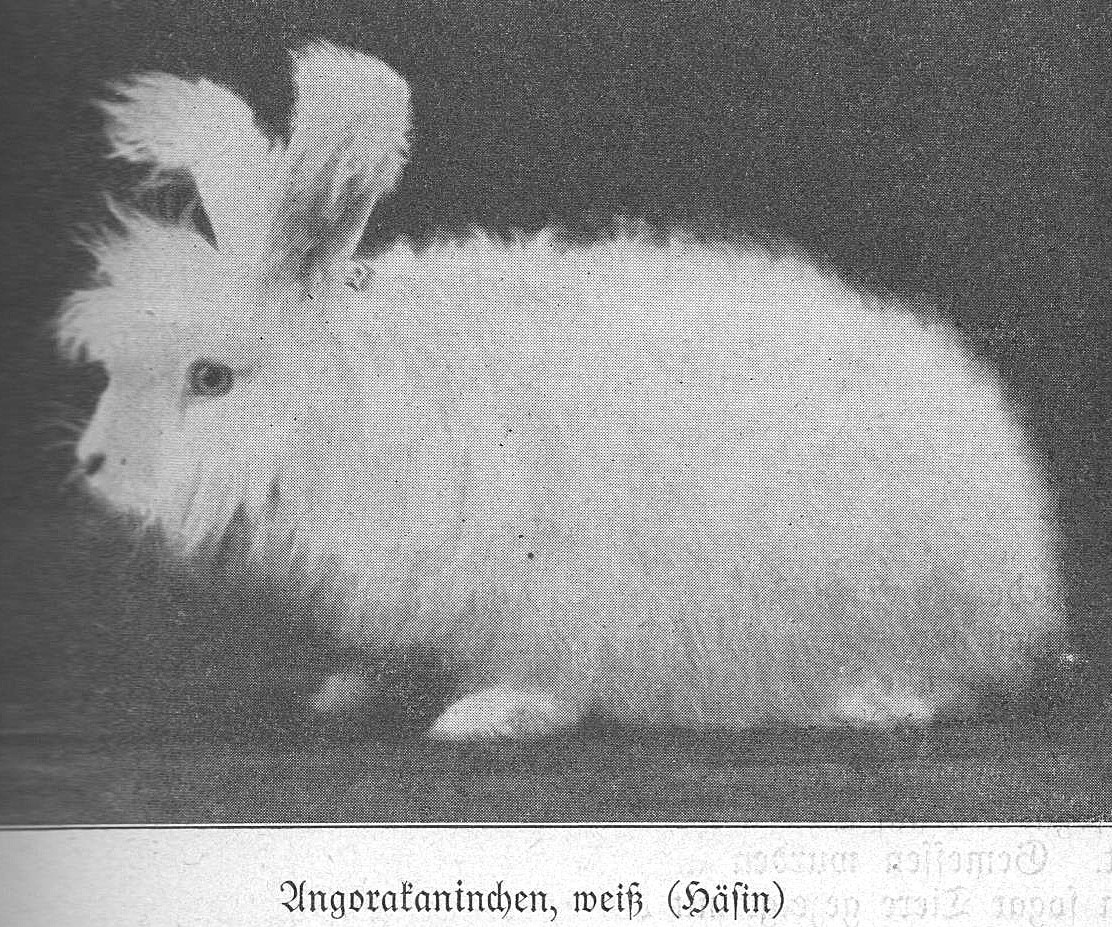 Illustration de l’ouvrage du Dr José FILLER – Unsere Kaninchen – 1942