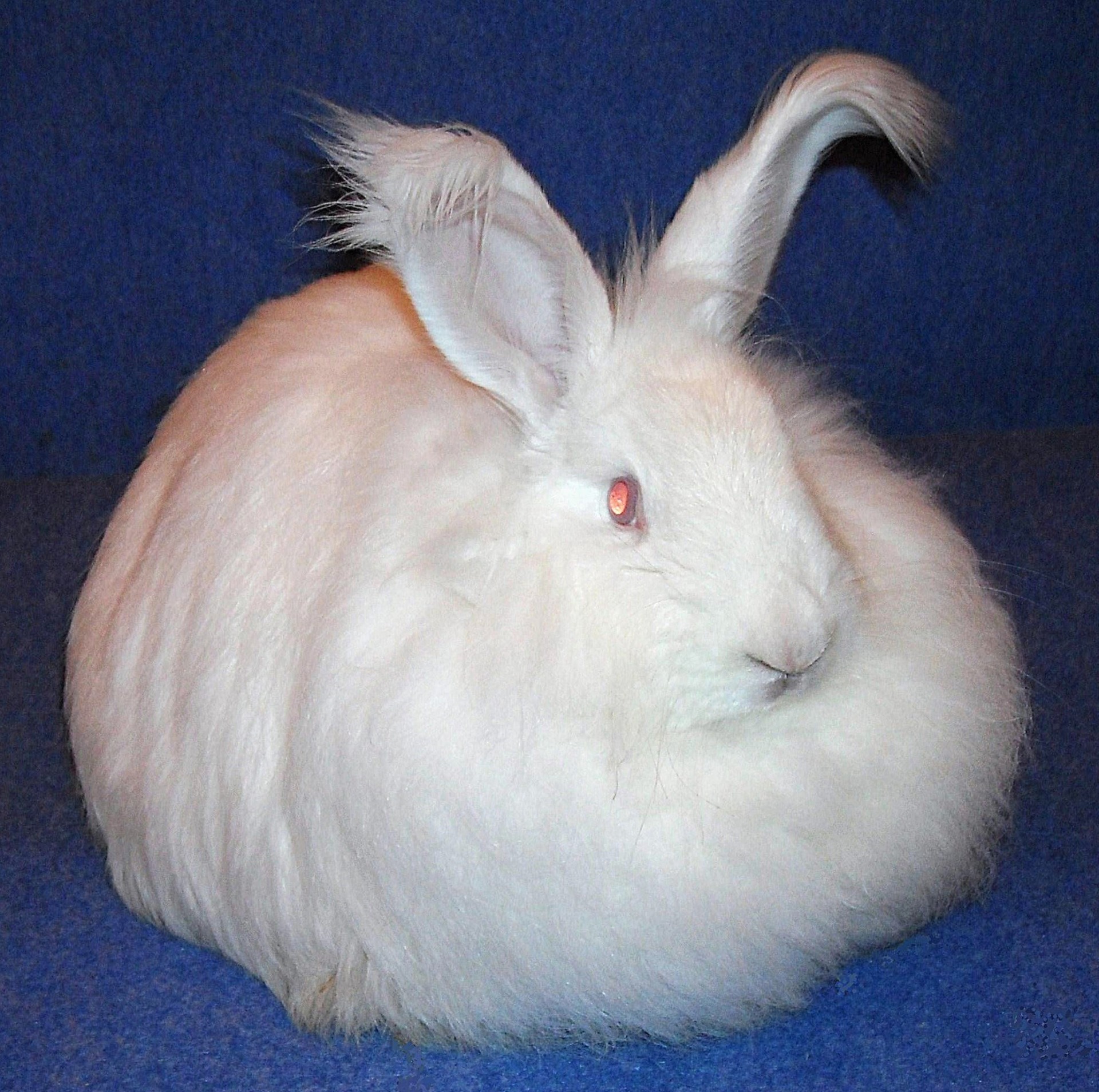 Angora Français blanc YR – photo Jean-Jacques MENIGOZ